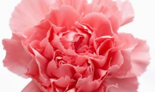 红色康乃馨花语及代表什么寓意